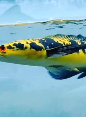 加里曼丹黑魔神雷龙鱼黄魔神红帝王凶猛鱼大型热带观赏鱼宠物活体