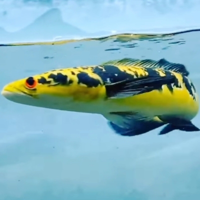 加里曼丹黑魔神雷龙鱼黄魔神红帝王凶猛鱼大型热带观赏鱼宠物活体