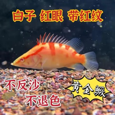 中国虎鱼黄金鳜鱼黄化鳜鱼变异鳜招财鱼网红鳜鱼冷水原生鱼高颜值