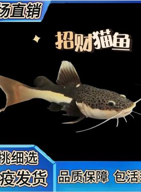招财猫鱼热带淡水鱼猛鱼红尾鲶鱼银龙鱼狗仔鲸鱼中大型底层观赏鱼