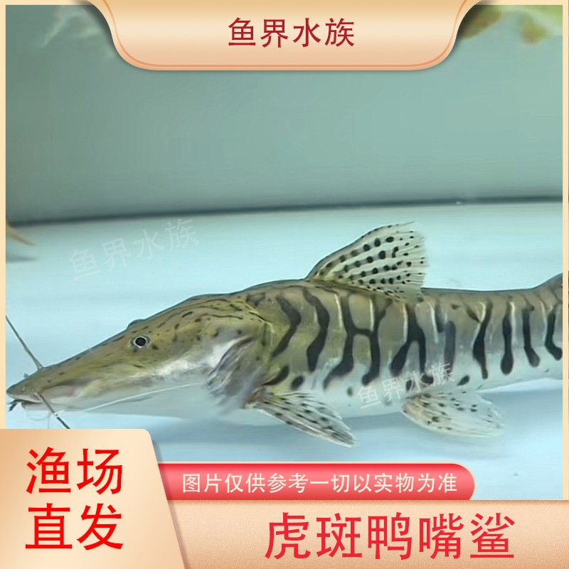 虎斑鸭嘴鲨鱼活体虎纹鸭嘴鲨淡水鲨鱼蓝鲨虎鲨大型凶猛热带观赏鱼