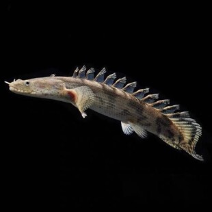 红眼金恐龙虎斑恐龙王斑节恐龙大花恐龙鱼热带观赏鱼龙鱼配鱼好养