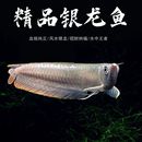 31银龙鱼大型热带观赏鱼活体淡水红黄鹦鹉招财风水鱼地图龙鱼