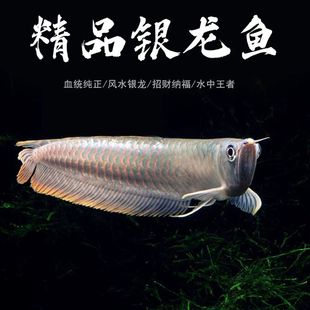 31银龙鱼大型热带观赏鱼活体淡水红黄鹦鹉招财风水鱼地图龙鱼