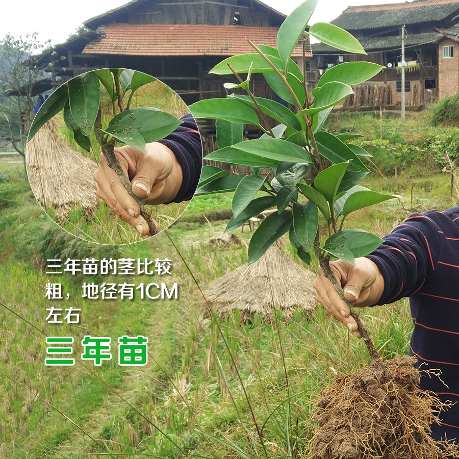黑老虎苗木花卉3年苗大红一号5棵包邮