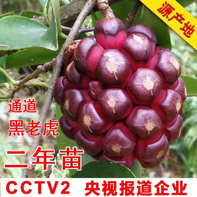 黑老虎苗木花卉2年苗大红一号5棵包邮