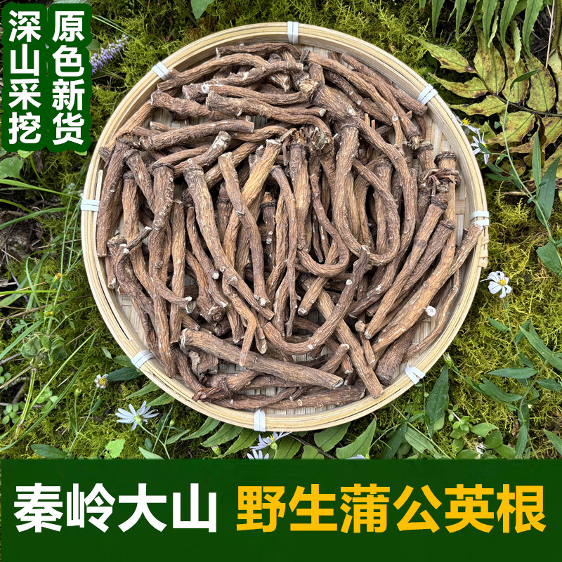 秦岭山野生蒲公英根整根中药材无硫新货整根蒲公英根干货泡茶水喝