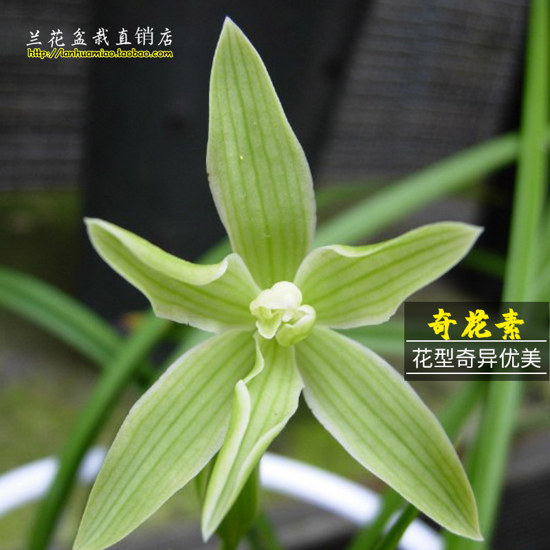 兰花苗 奇花素 莲瓣兰铭品冬带花苞出售浓香好养花卉绿植盆栽
