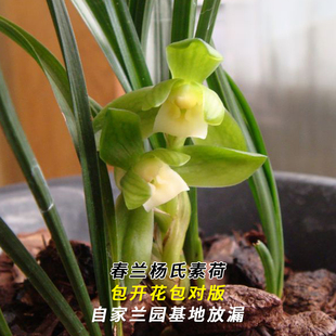 兰花苗春兰名品大货杨氏素荷当年开花浓香好易养室内花卉盆栽