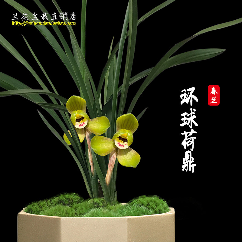 新手兰花苗 环球荷鼎 春兰冬带花苞浓香型经典荷瓣花卉室内外盆栽