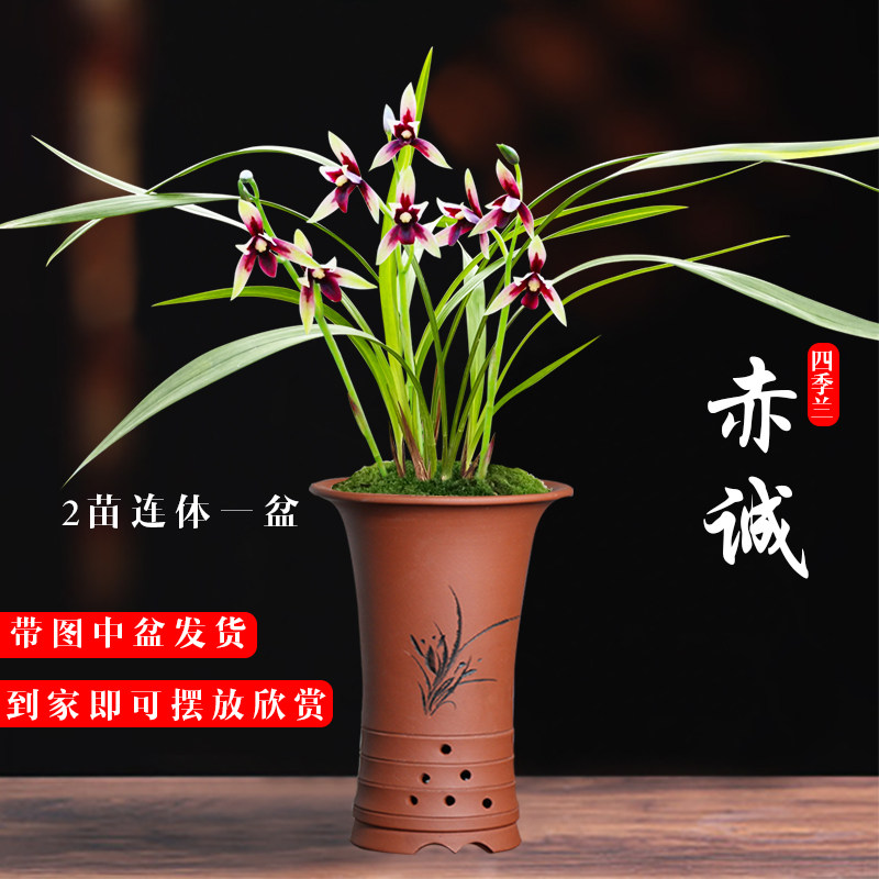 建兰兰花苗 四季兰名贵品种红素花赤诚 夏带花苞出售高档花卉盆栽