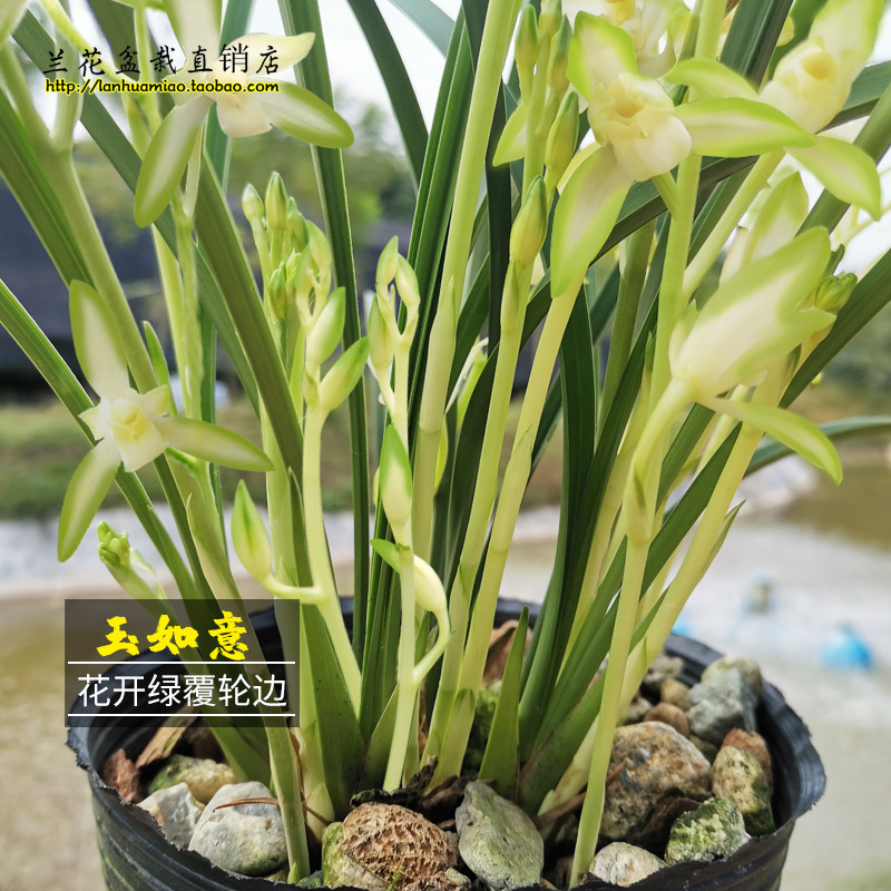 兰花苗 玉如意 建兰绿覆轮艺夏带花苞出售浓香花卉室内外绿植盆栽