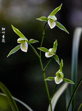小青龙细叶兰花苗带花苞室内香