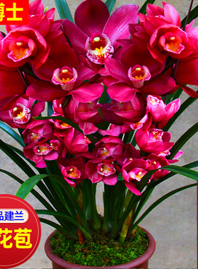 夏季开花兰花苗浓香型 大将军 建兰墨兰室内盆栽好养花卉阳台绿植