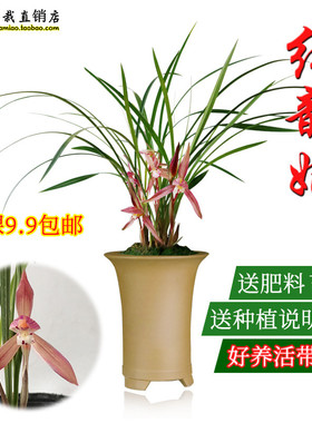 云南朵香春兰花苗新品 红韵妃 花大红色浓香冬带花苞出售室内花卉