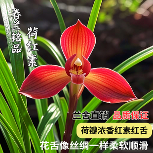 兰花苗春兰高档红素 荷红素 浓香型室内好养花卉当年开花绿植盆栽
