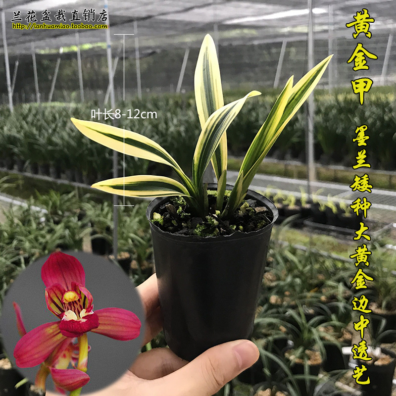 矮种墨兰 黄金甲 大黄金叶艺兰花苗红花荷瓣不带花苞绿植花卉盆栽