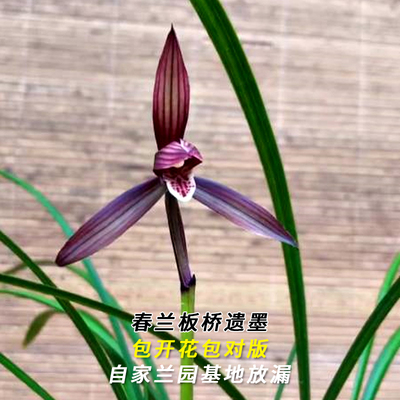 兰花苗春兰名品板桥遗墨浓香