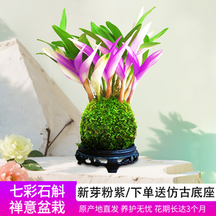 七彩石斛香水兰花四季好养花卉绿植盆栽浓香改善睡眠绿植净化空气