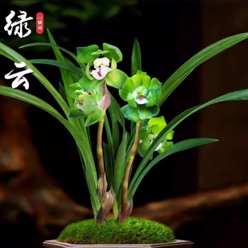 冬带花苞浓香矮种绿云皇后兰花