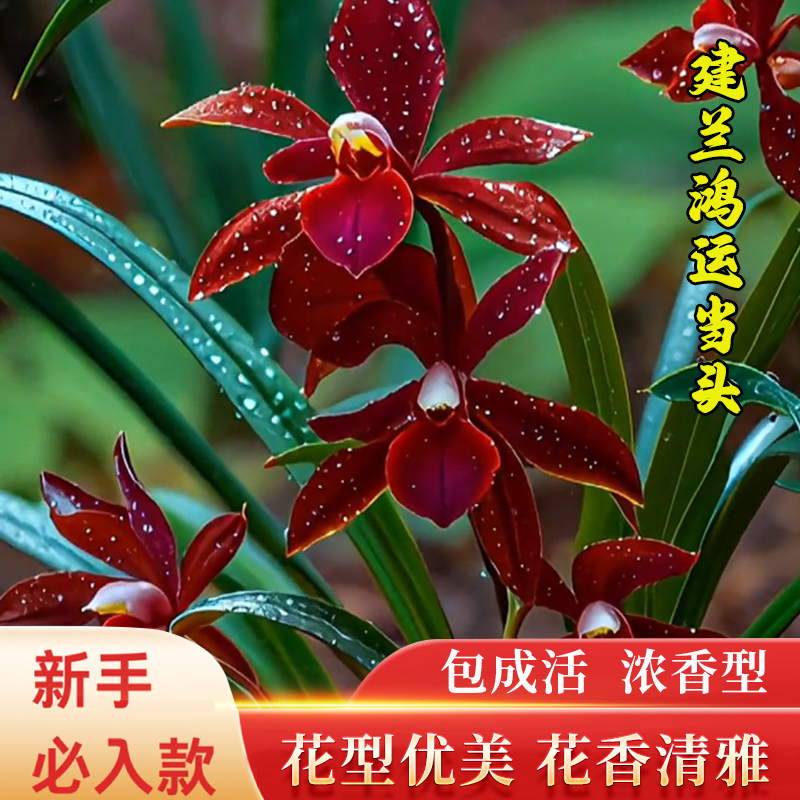 兰花苗建兰鸿运当头高档兰花室内花卉盆栽绿植