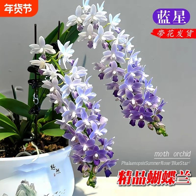 蓝星蝴蝶兰苗带苞好养耐阴