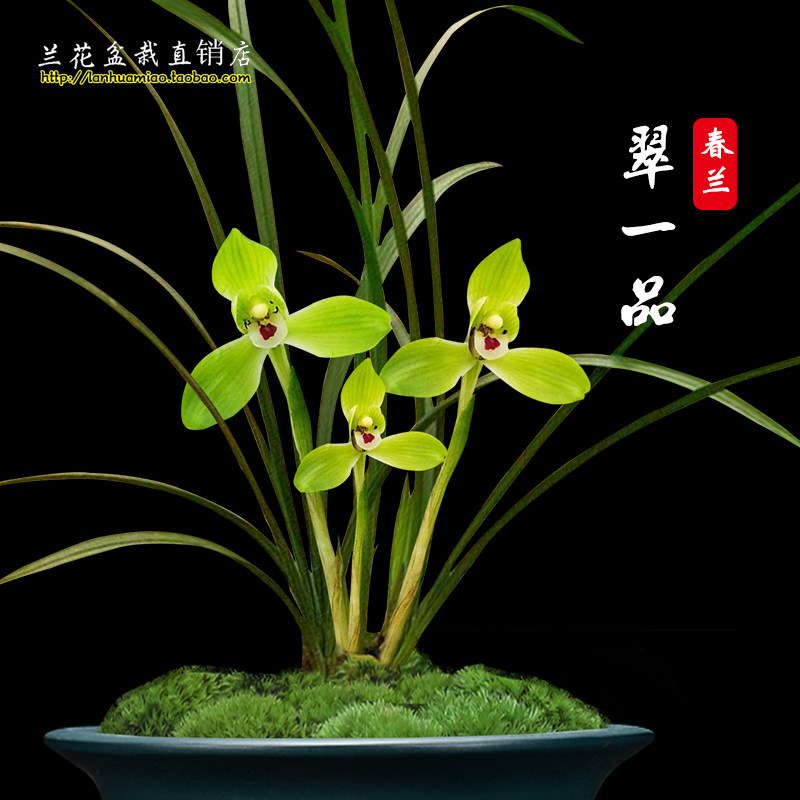 兰花苗 翠一品 春兰高档荷瓣冬带花苞出售浓香花卉绿植物室内盆栽