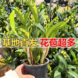 黄鹤石斛兰花盆栽冬带花苞苗大粗壮遇水爆花室内绿植花卉