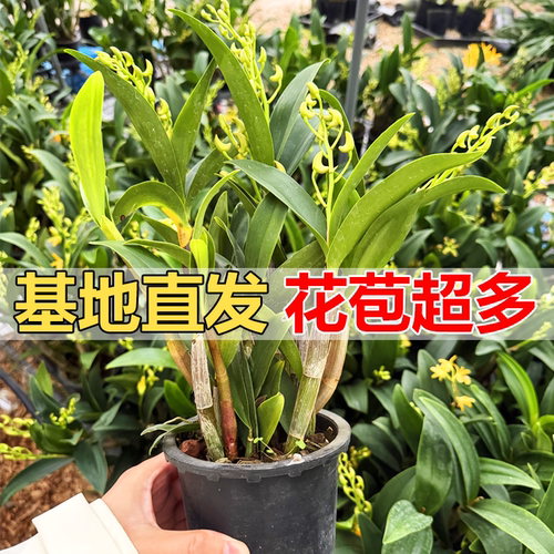 黄鹤石斛兰盆栽带苞遇水爆花