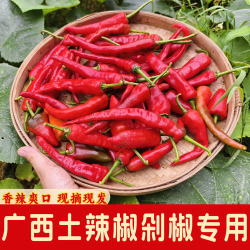 广西桂林农家红辣椒现摘剁椒专用