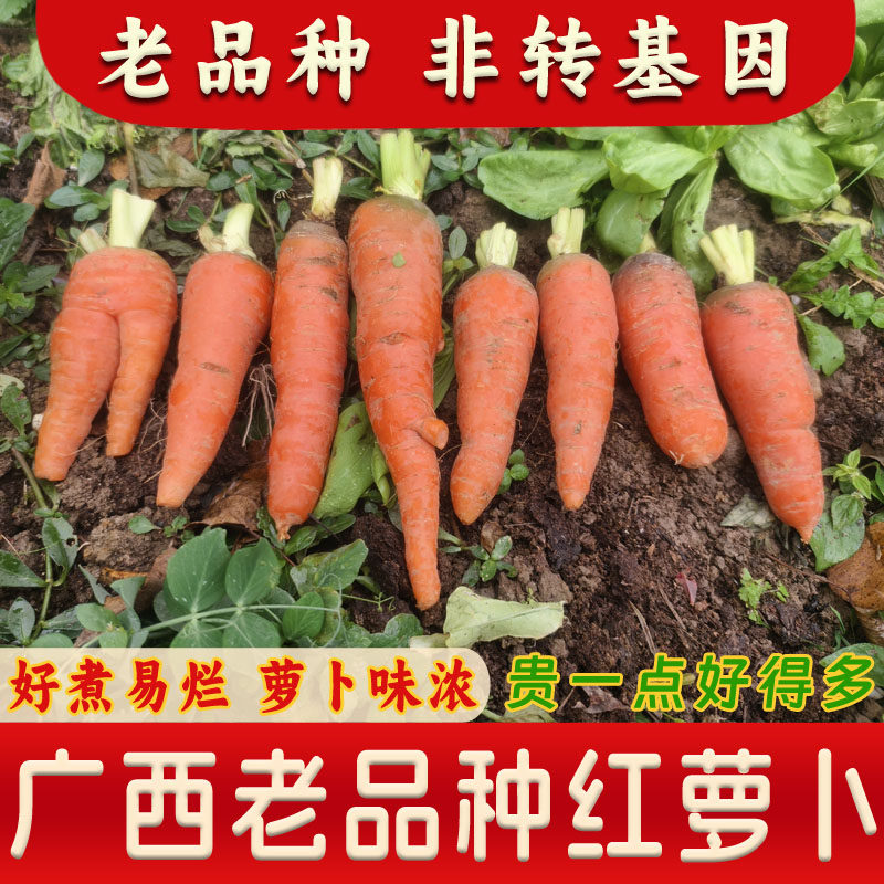 广西老品种红萝卜农家自种本地小胡萝卜新鲜现挖非转基因宝宝辅食,水产肉类/新鲜蔬果/熟食,萝卜/胡萝卜,淘宝优惠券,粉丝福利购,淘宝优惠卷