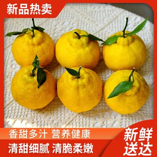 花西妃 新品柠檬不知火 香甜清香味现摘现发家庭装大果5斤8斤大果