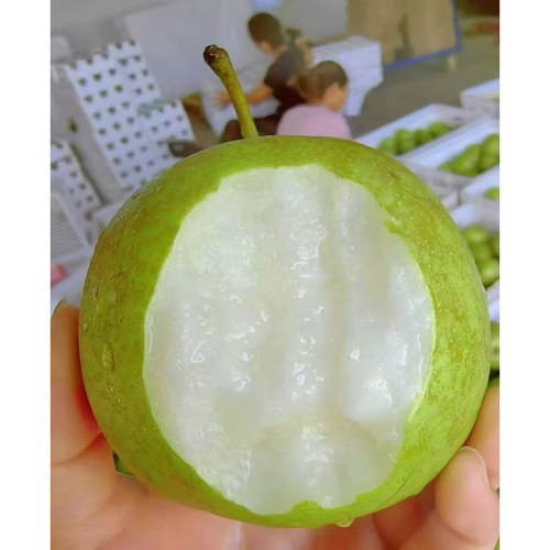 花西妃 苏翠一号金奖蜜梨 甜蜜多汁 肉质化渣 顺丰快递