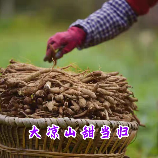 正宗大凉山甜当归 鲜香甜糯 高山好食材新鲜当归5斤装 发顺丰