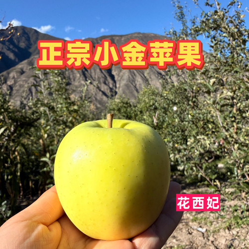 8月发货正宗阿坝州小金苹果