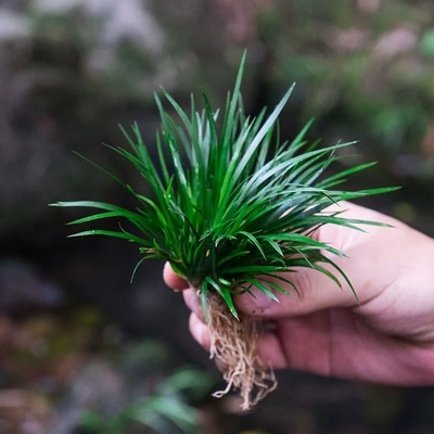 绿叶金钱水菖蒲草盆景黄金姬虎须室内水培附石水陆缸造景绿植盆栽