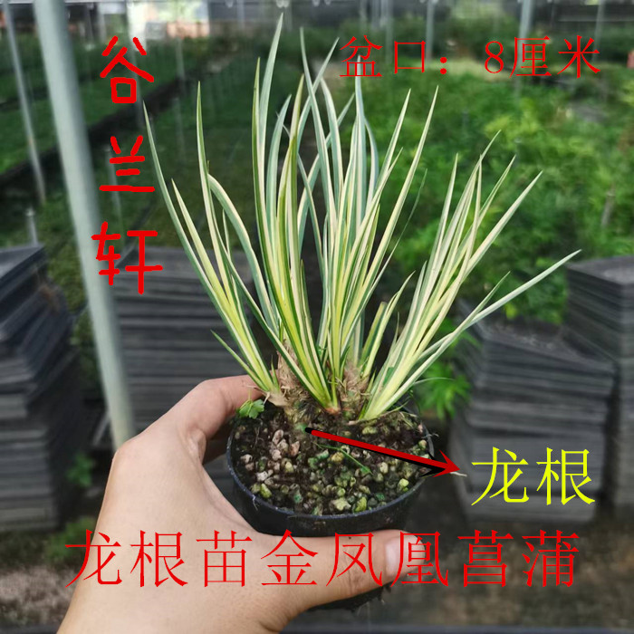黄金胧月金边金凤凰带龙根菖蒲草盆景水培附石造型草室内好养绿植