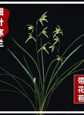 细叶寒兰兰花苗带花苞发货素心花铭品虎山素飘逸秀气冬季开花花卉