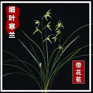 细叶寒兰兰花苗带花苞发货素心花铭品虎山素飘逸秀气冬季开花花卉
