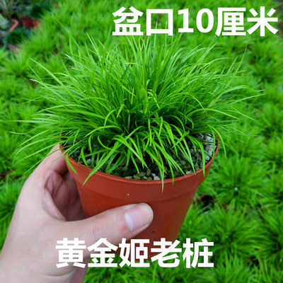 黄金姬菖蒲草盆景室内水培植物