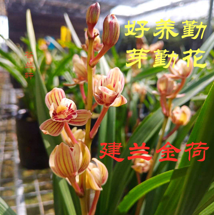 建兰四季兰金荷 七彩玲珑 青山玉泉 兰花苗带花苞 浓香型室内花卉
