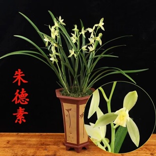 建兰四季兰素心花朱德素大荷素带花苞浓香型花卉带花苞室内好养