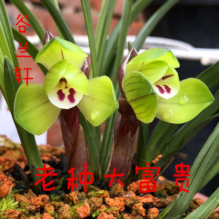 正品春兰经典荷瓣花 老种大富贵 兰花苗浓香型花卉带花苞室内绿植