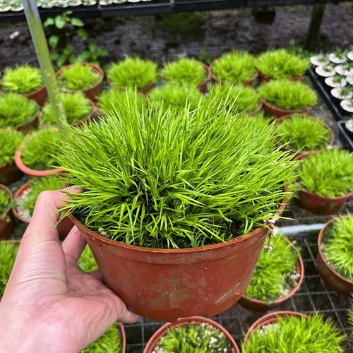 爆盆老桩菖蒲草盆景室内绿植