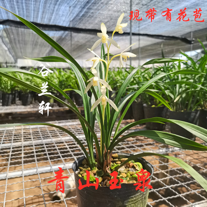 建兰四季兰素花青山玉泉金荷大凤素兰花苗带花苞室内浓香型花卉