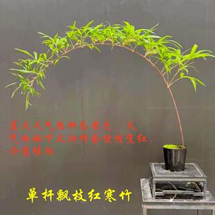 日本朱竹红寒竹紫寒竹飘枝苔玉苔藓球红竹红观音竹室内可水培绿植