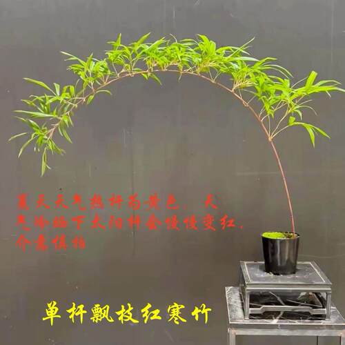 日本朱竹红寒竹紫寒竹飘枝苔玉苔藓球红竹红观音竹室内可水培绿植