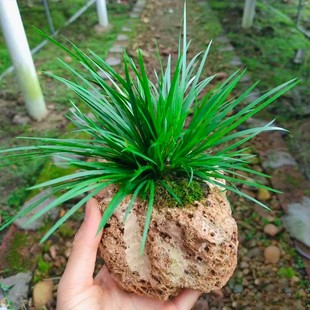 好养水培石菖蒲草盆景假山附石水陆缸造景室内绿植小盆栽水养植物