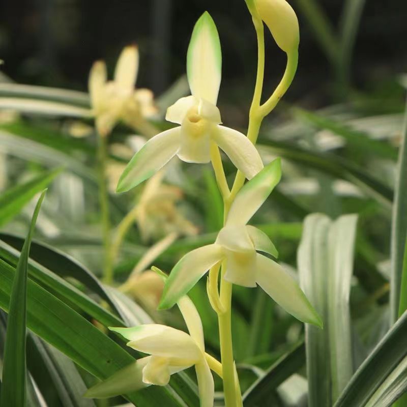 建兰青山玉泉兰花苗浓香型花卉