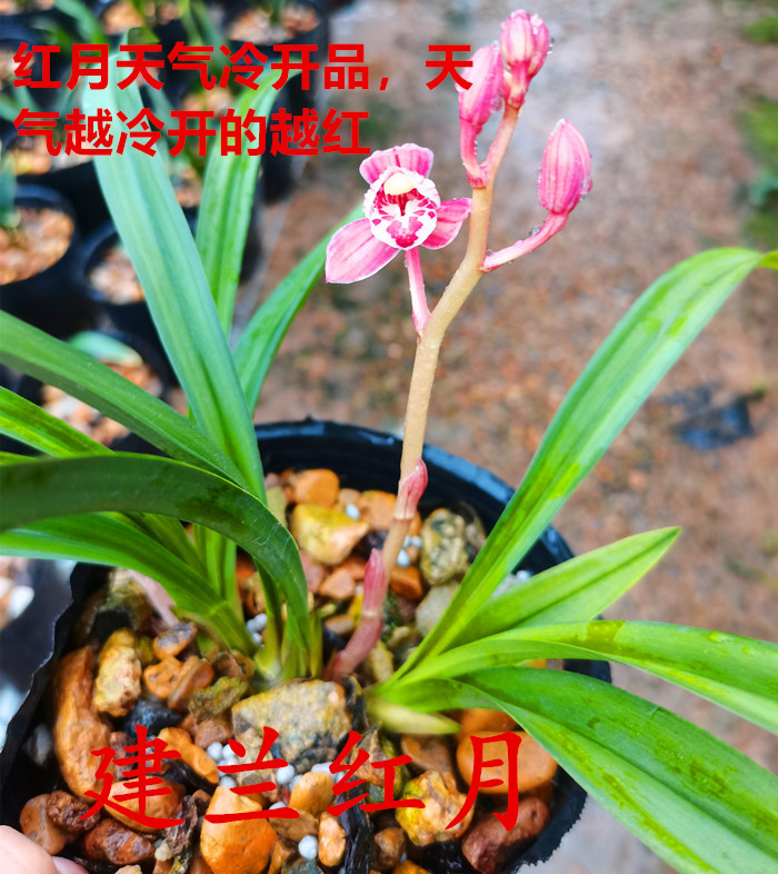 建兰四季兰红花铭品红月兰花苗荷瓣浓香型花卉带花苞室内好养易活
